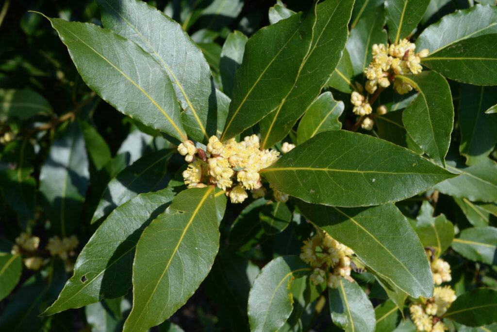 Le foglie di alloro sono molto aromatiche, in quanto contengono un olio essenziale molto profumato.